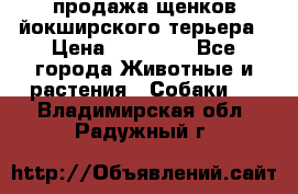 продажа щенков йокширского терьера › Цена ­ 25 000 - Все города Животные и растения » Собаки   . Владимирская обл.,Радужный г.